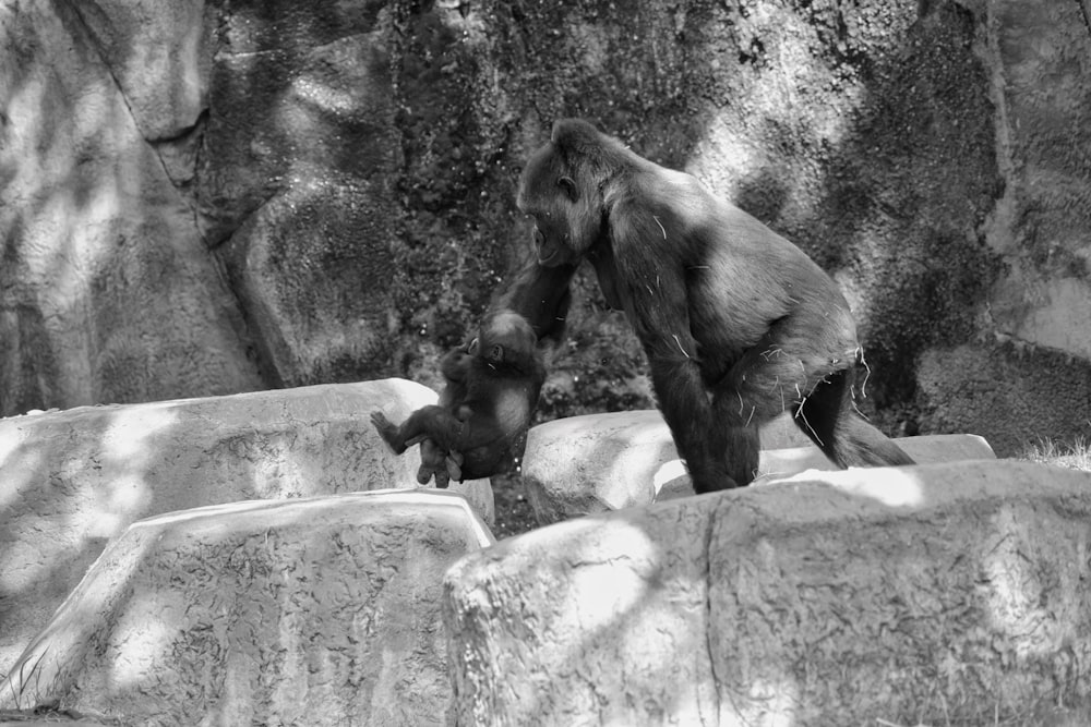 a black and white photo of two bears in a zoo
