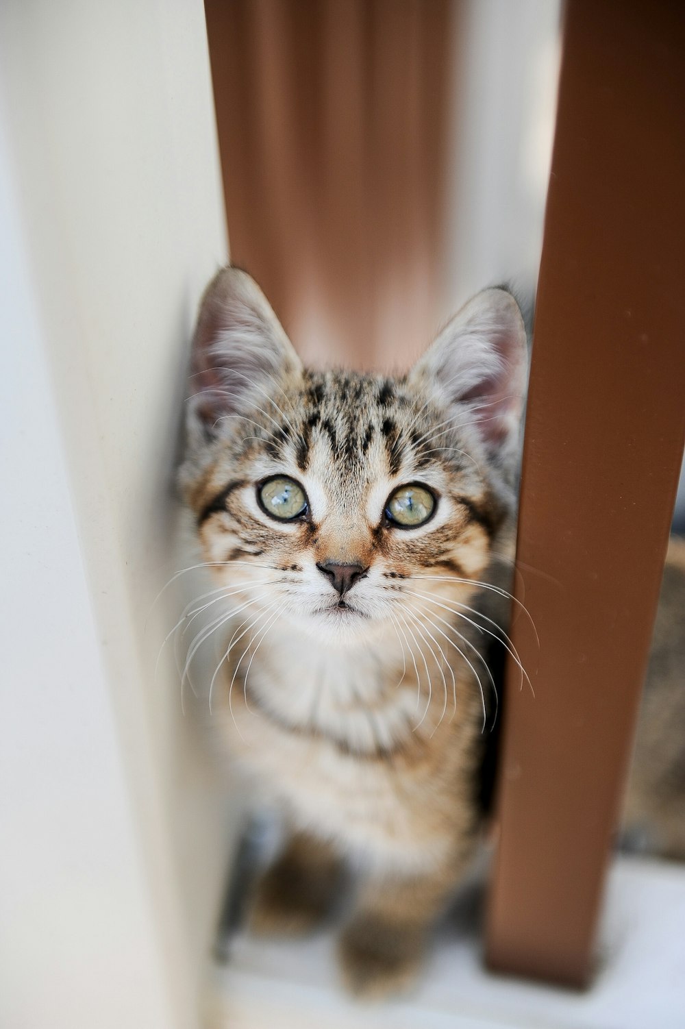 a cat is looking at the camera from behind a chair