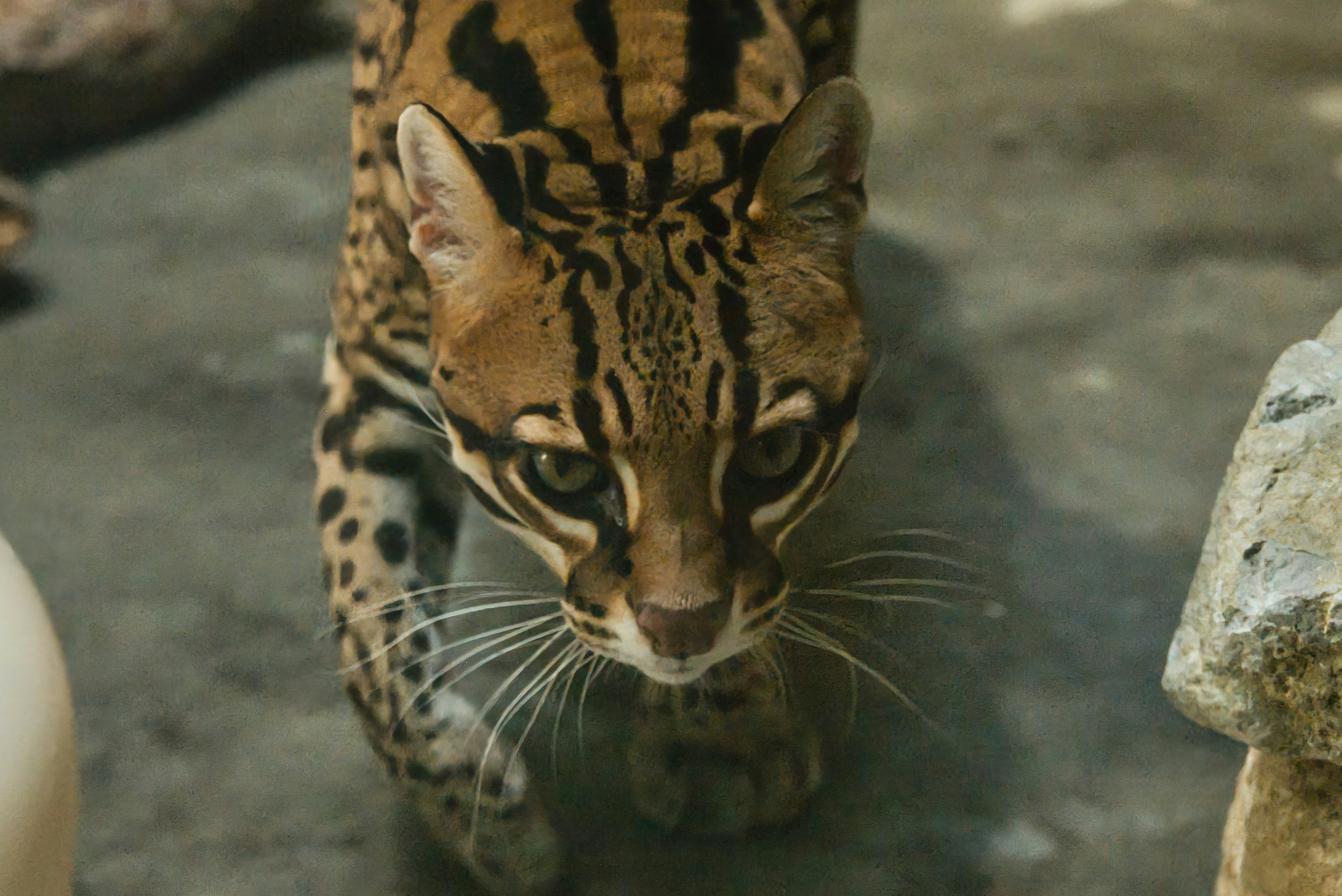 Ocelots