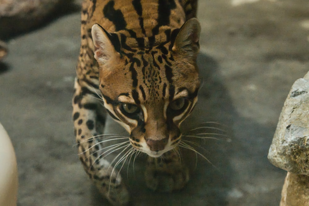 a close up of a cat on a cement ground