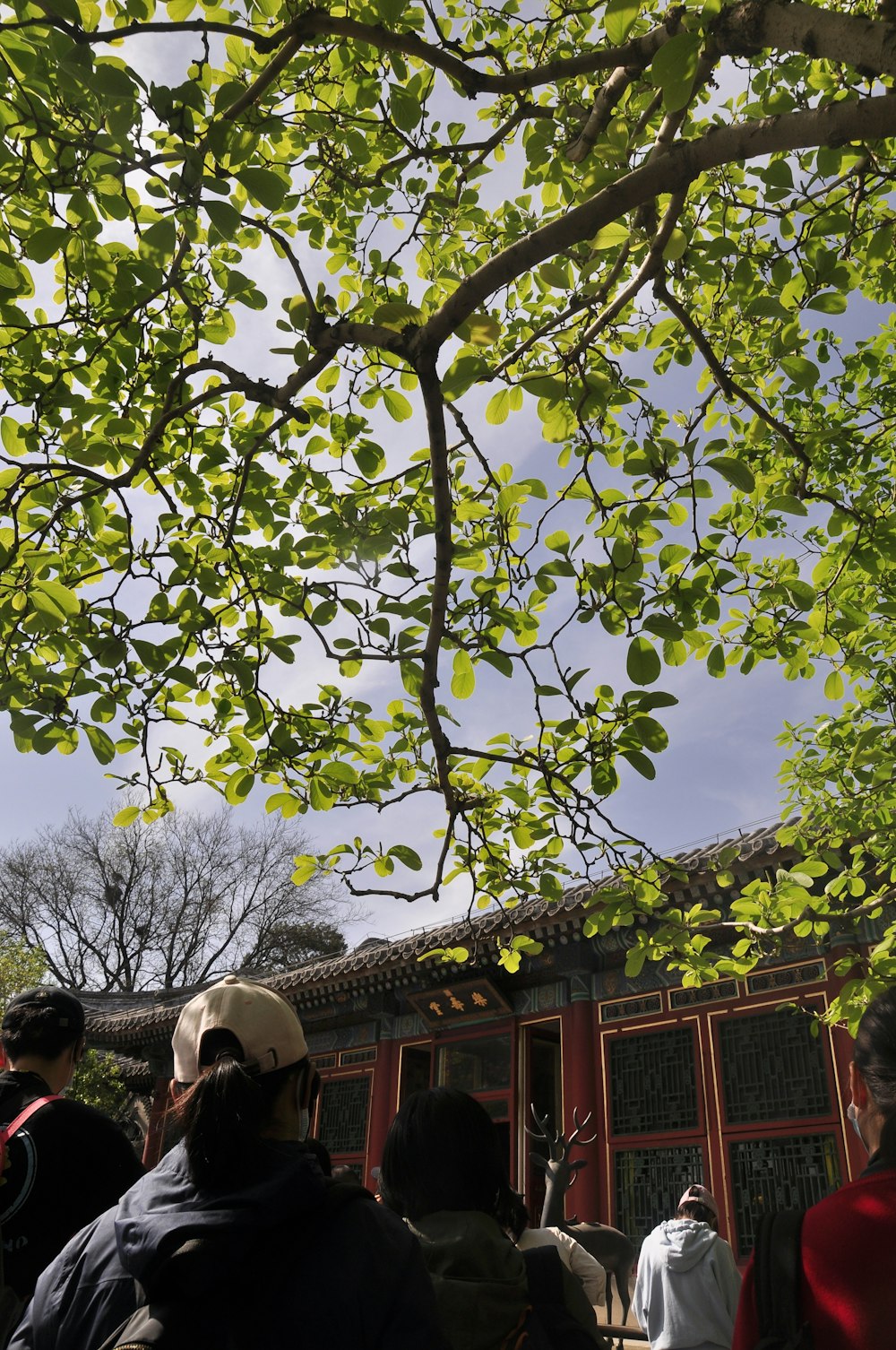 a group of people standing under a tree