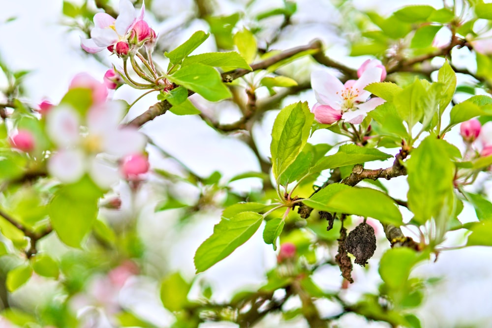 uma árvore com flores cor-de-rosa e folhas verdes