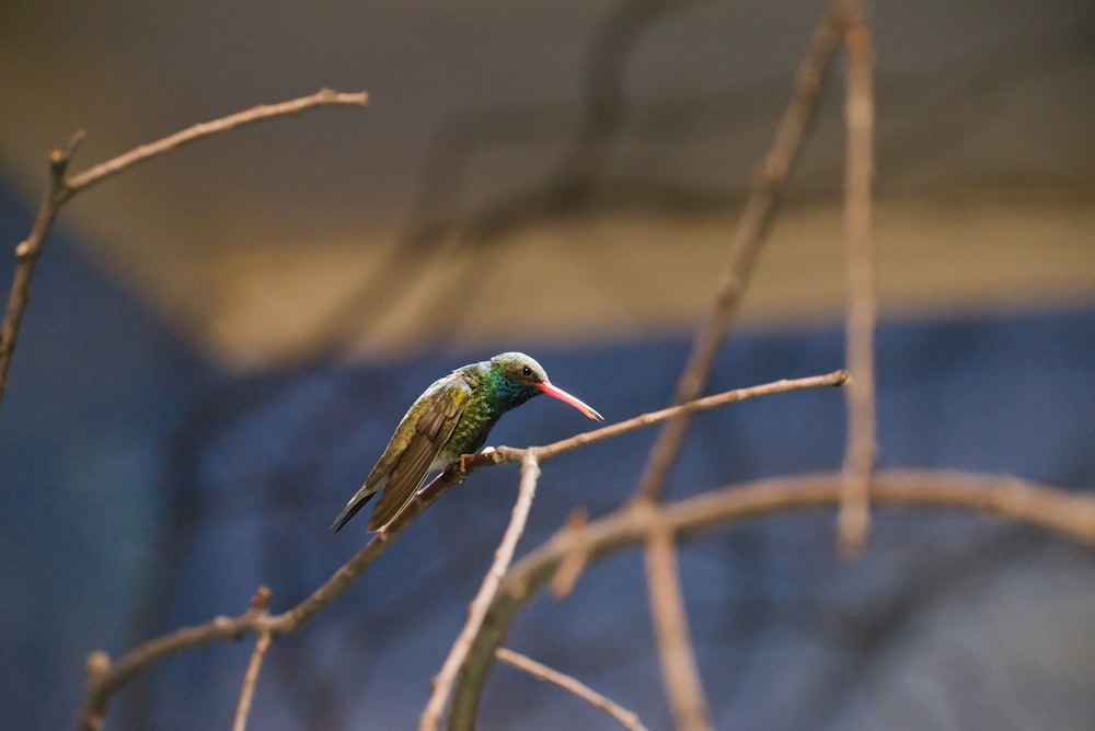 a small bird sitting on top of a tree branch