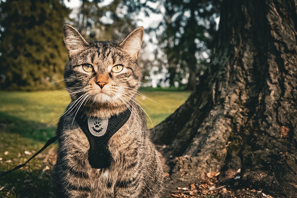 Un gato con corbata sentado frente a un árbol