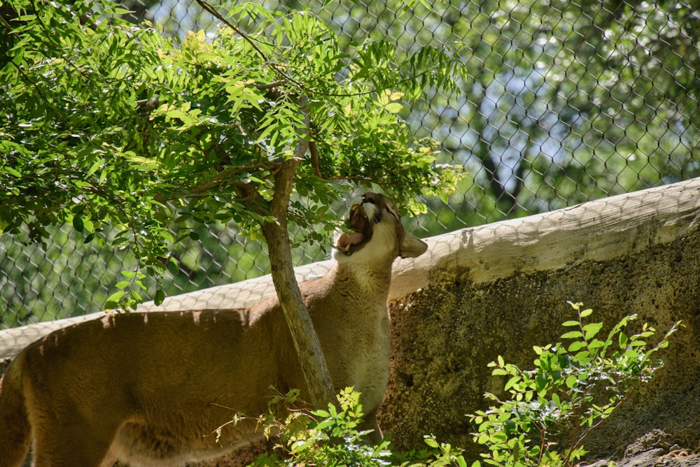 a couple of animals standing next to a tree