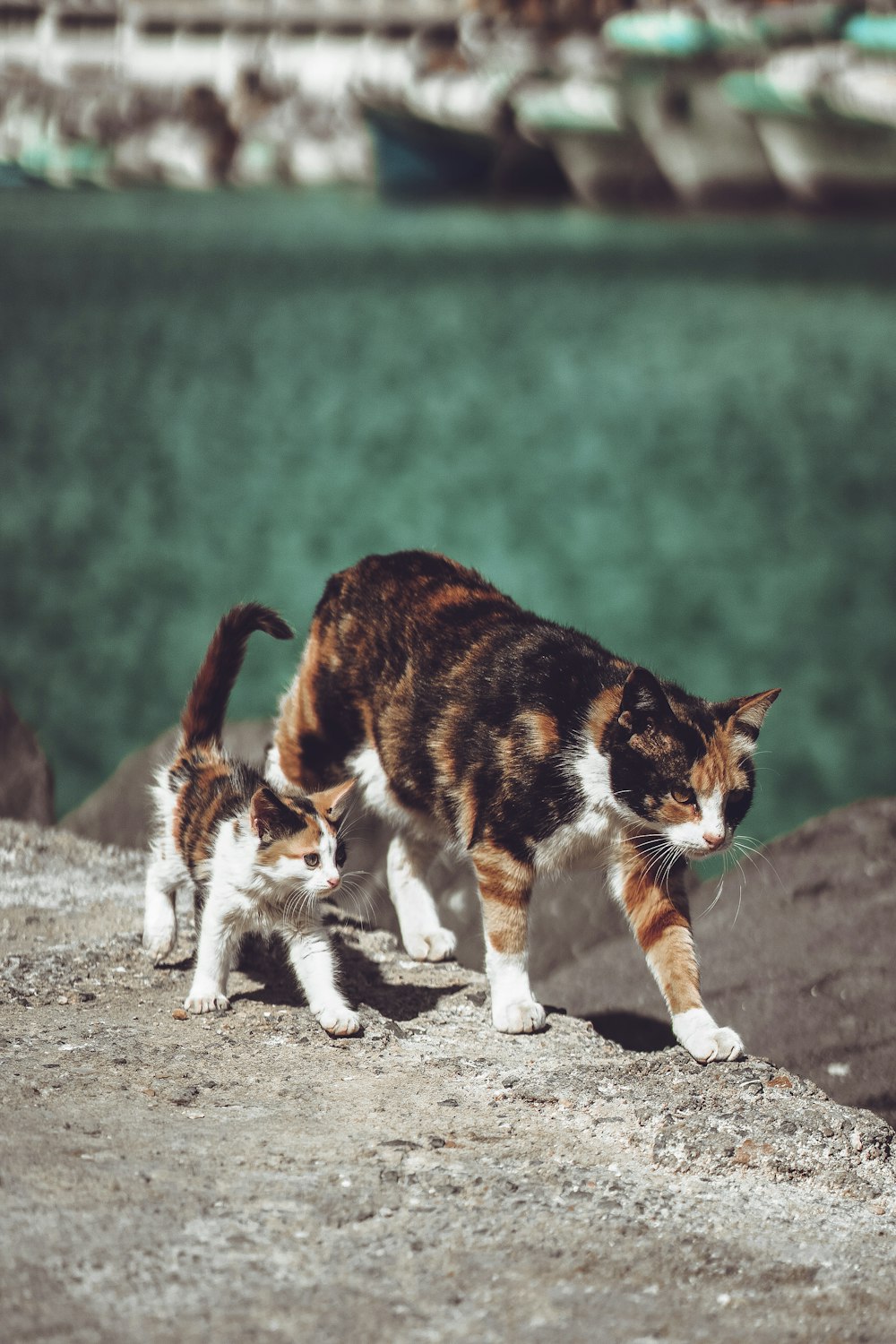 a mother cat and her two kittens on a rock