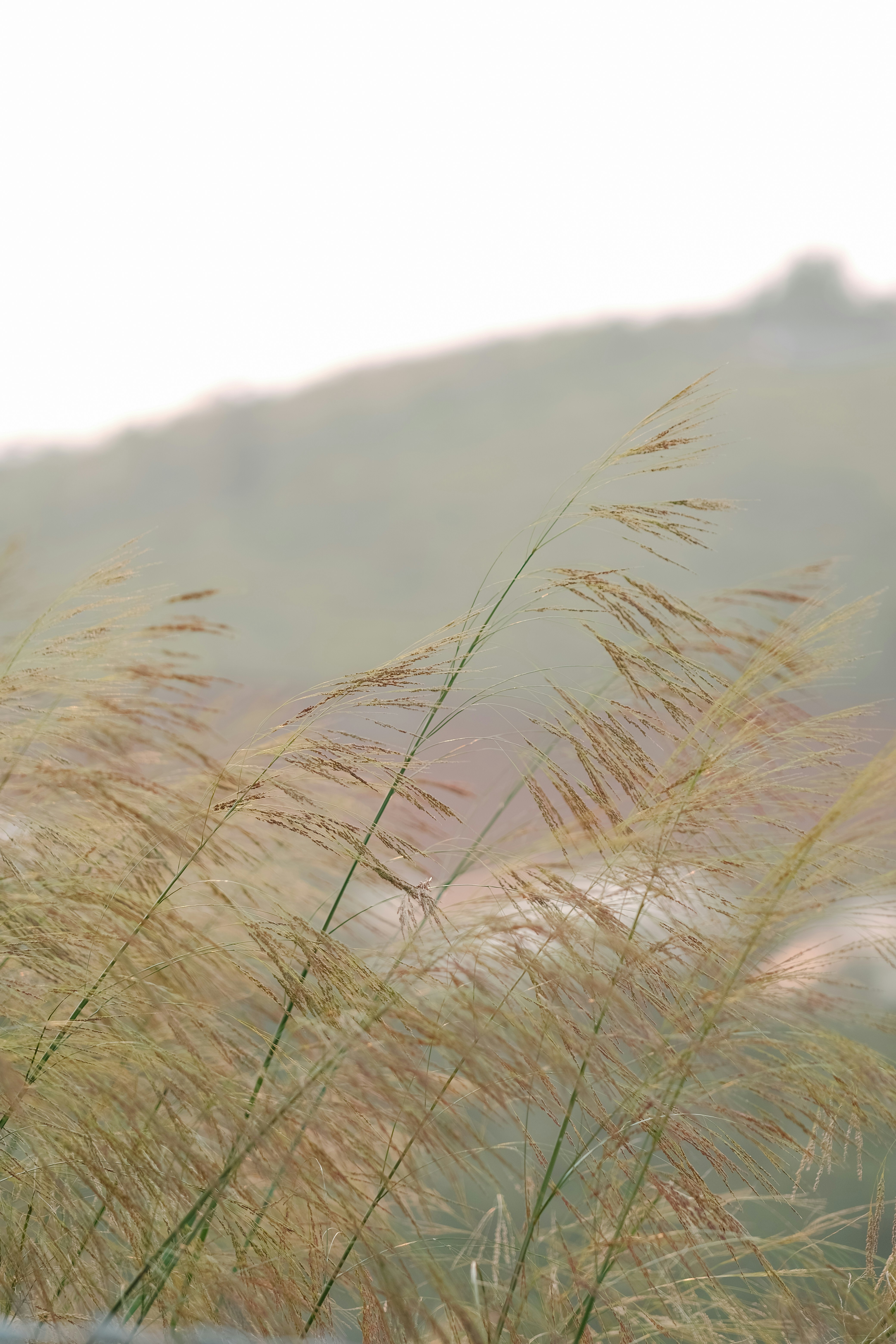 Photo by nguyentrungnguyen