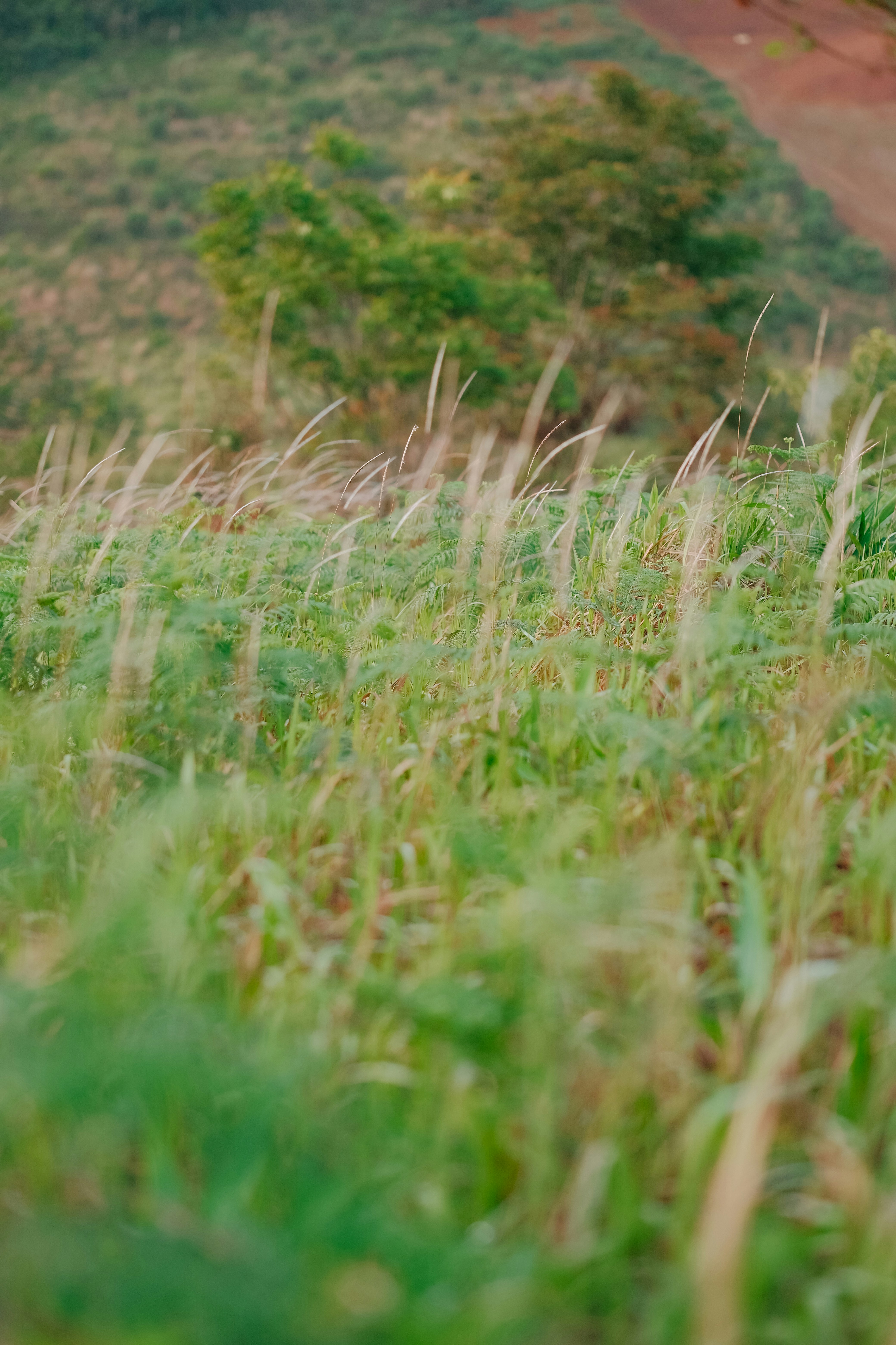 Photo by nguyentrungnguyen