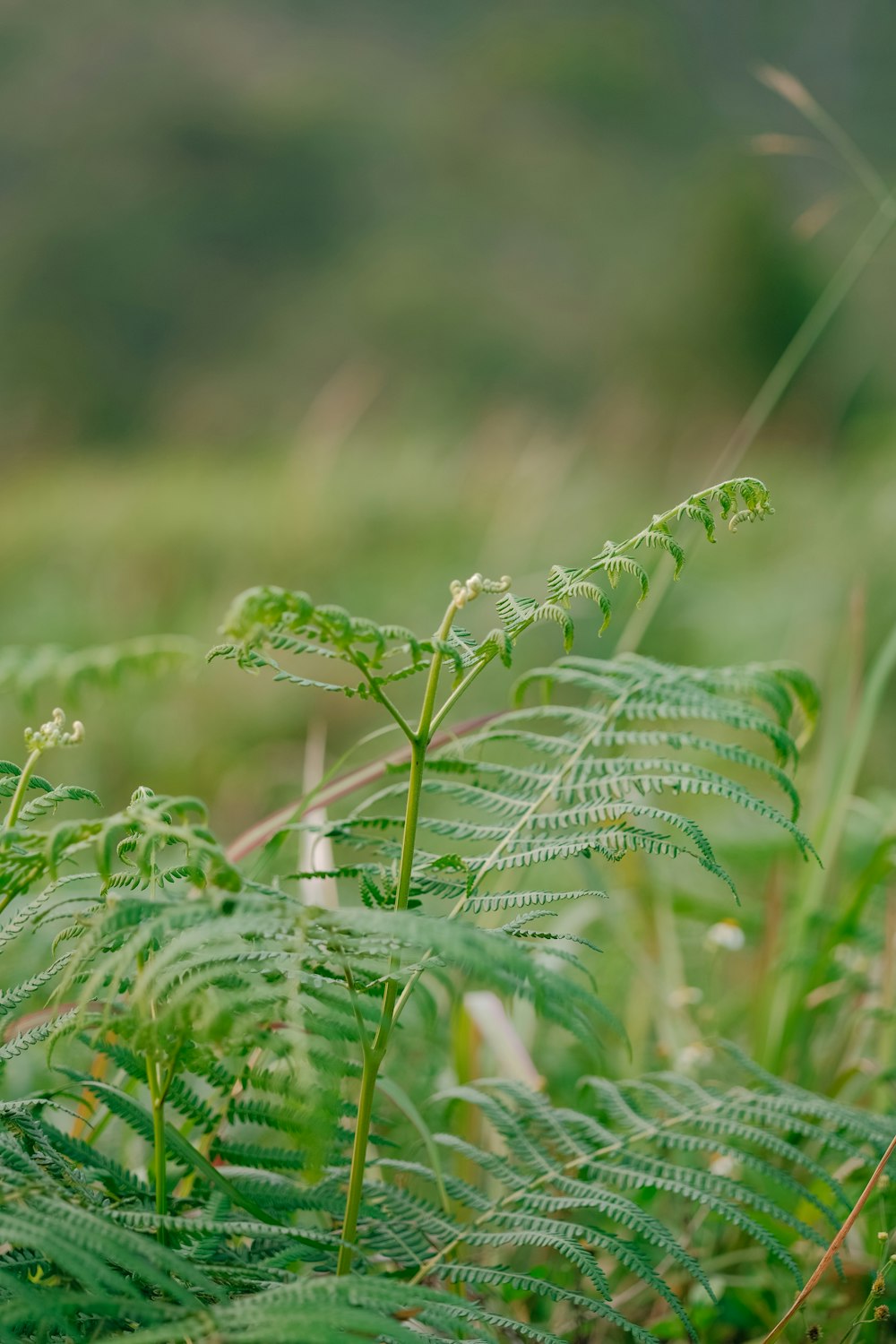 a bird perched on top of a green plant