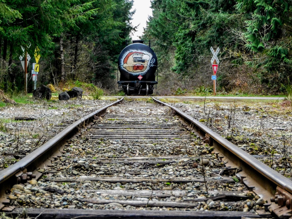 a train traveling through a lush green forest