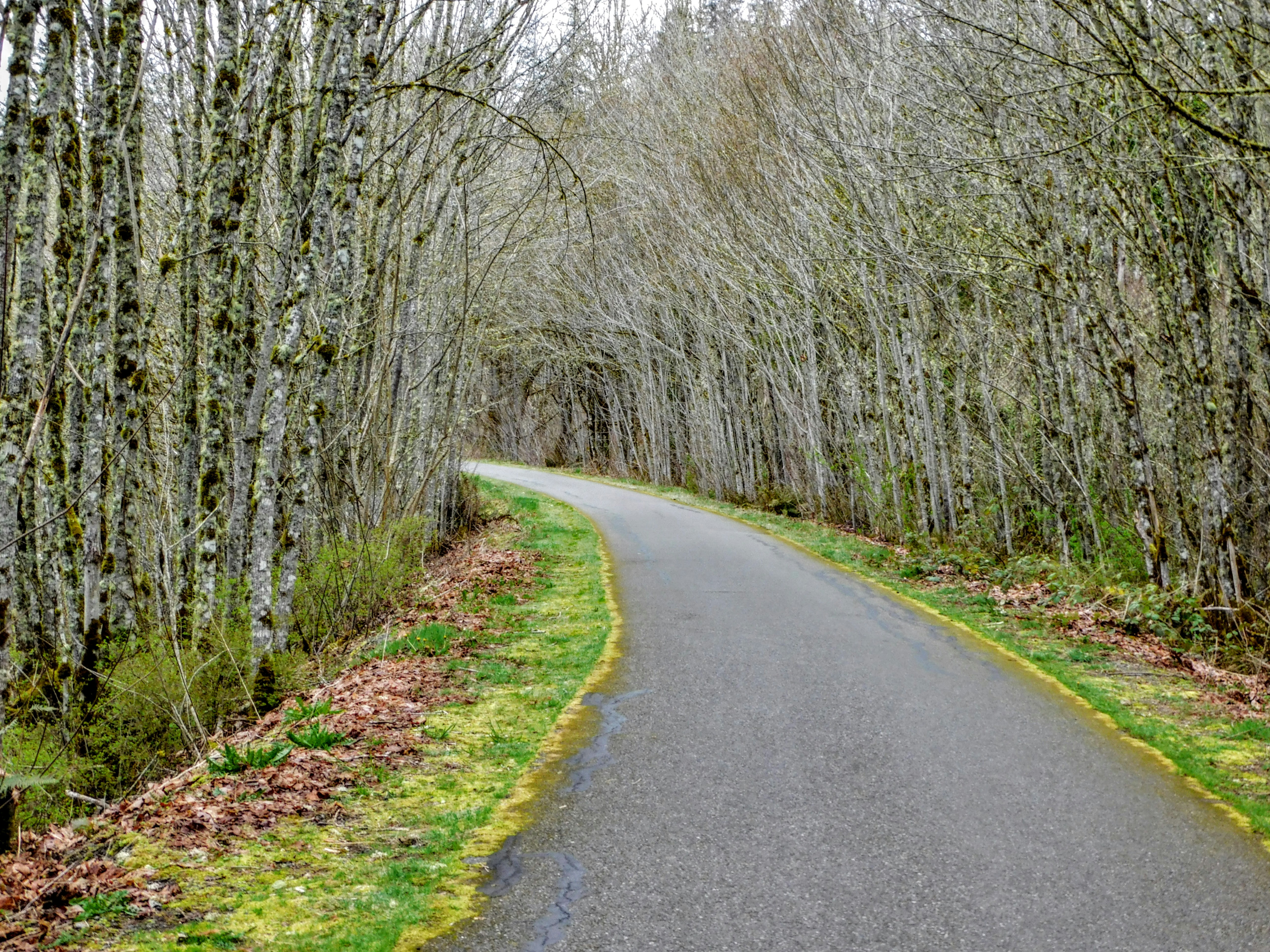 a winding road surrounded by trees and grass