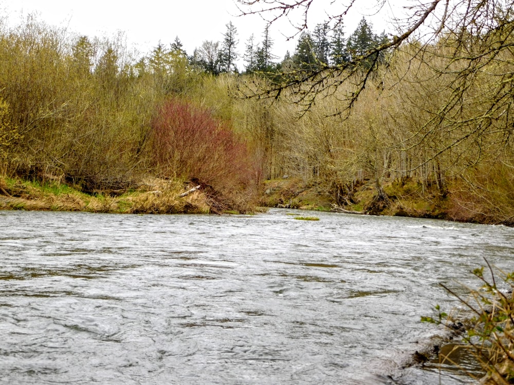 a river running through a forest filled with trees