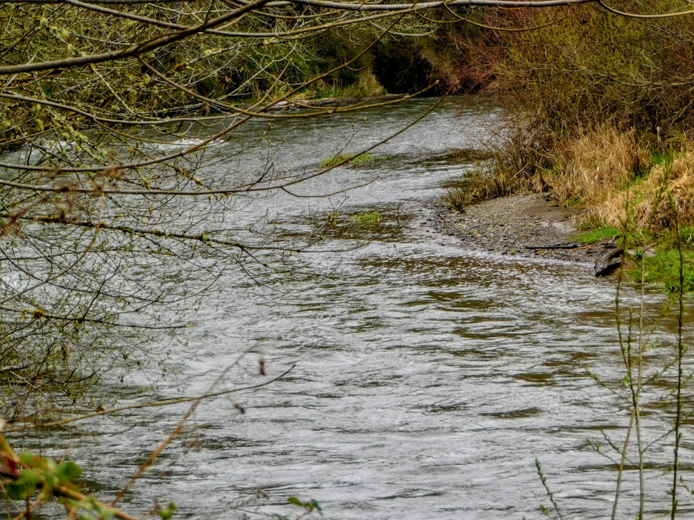 a river running through a lush green forest