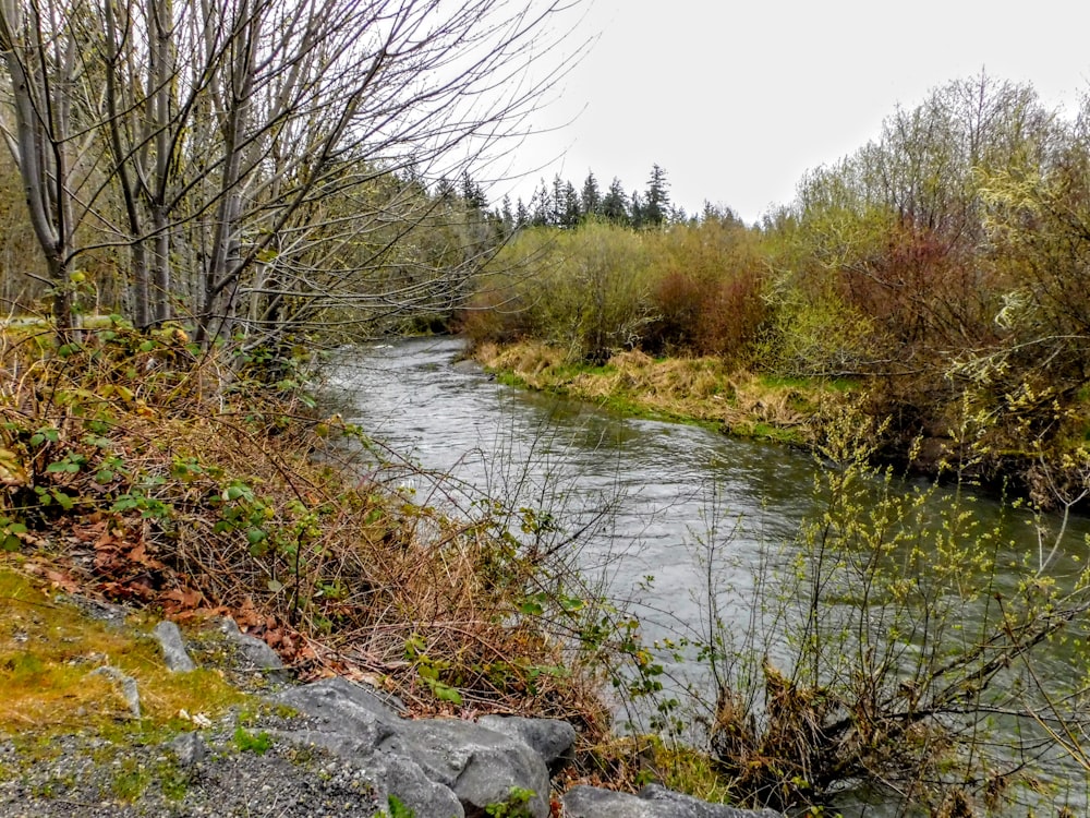 a river running through a lush green forest