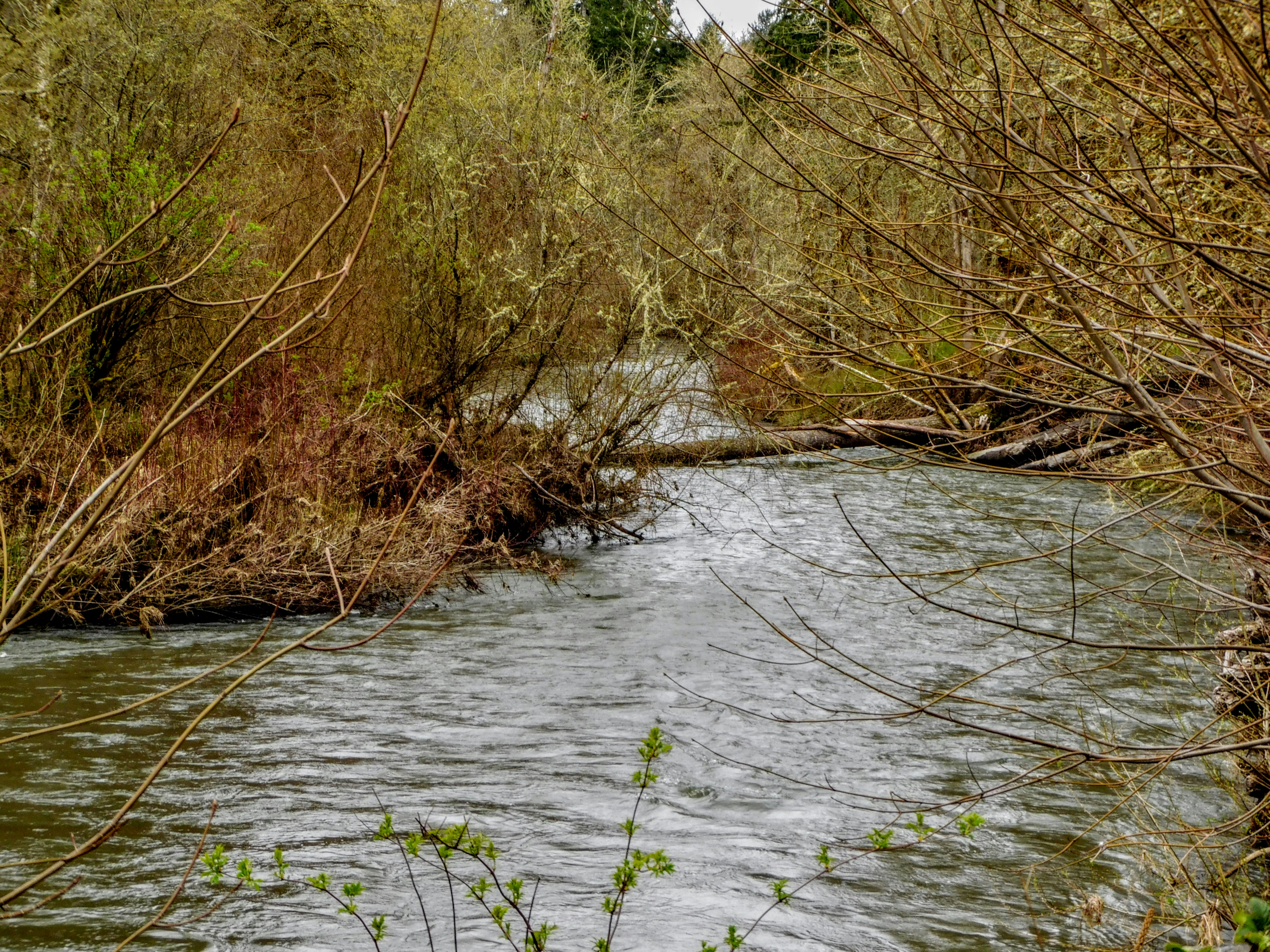 a river running through a lush green forest