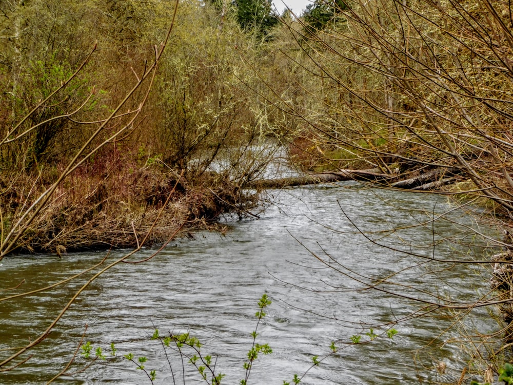 a river running through a lush green forest