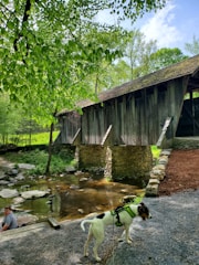 A dog wearing a harness, resting beside a tranquil stream in the woods.