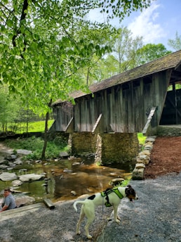 A dog wearing a harness, resting beside a tranquil stream in the woods.