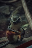 A small monkey is sitting and grooming its leg with both hands. It has a dark coat with light facial markings and a bushy tail. The background is a blurred natural setting with earthy tones.