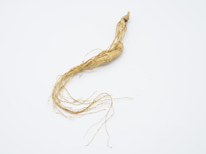 A single ginseng root with a long, slender body and numerous thin, fibrous roots extending from one end. The root is a pale beige color and lies on a plain, light background.