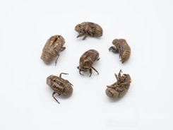 a group of bugs sitting on top of each other