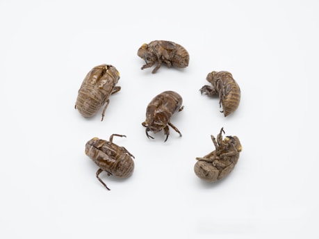 a group of bugs sitting on top of each other
