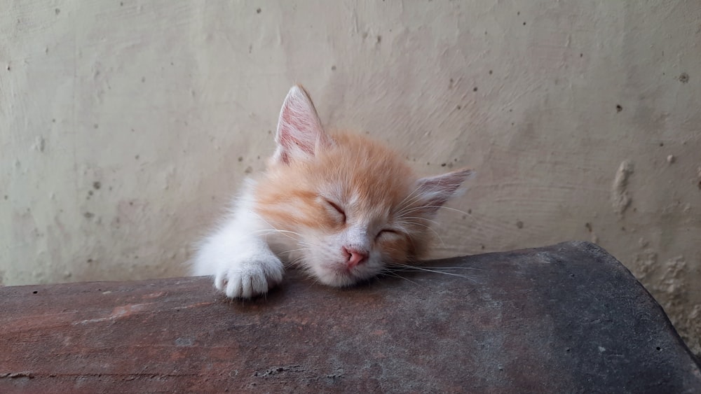 a small orange and white kitten sleeping on a ledge