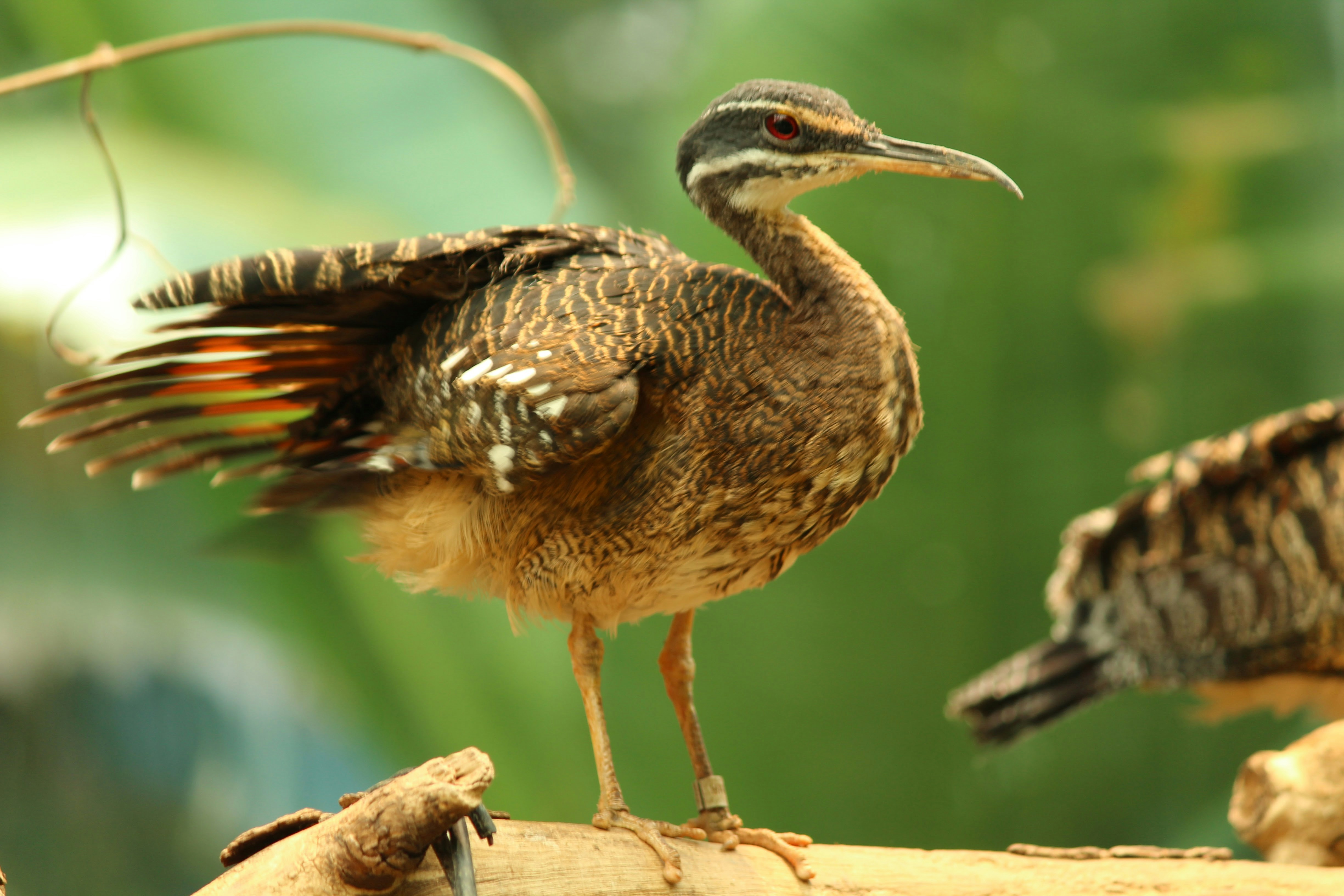 The Birds Among Us: Living Dinosaur Relatives (image credits: unsplash)