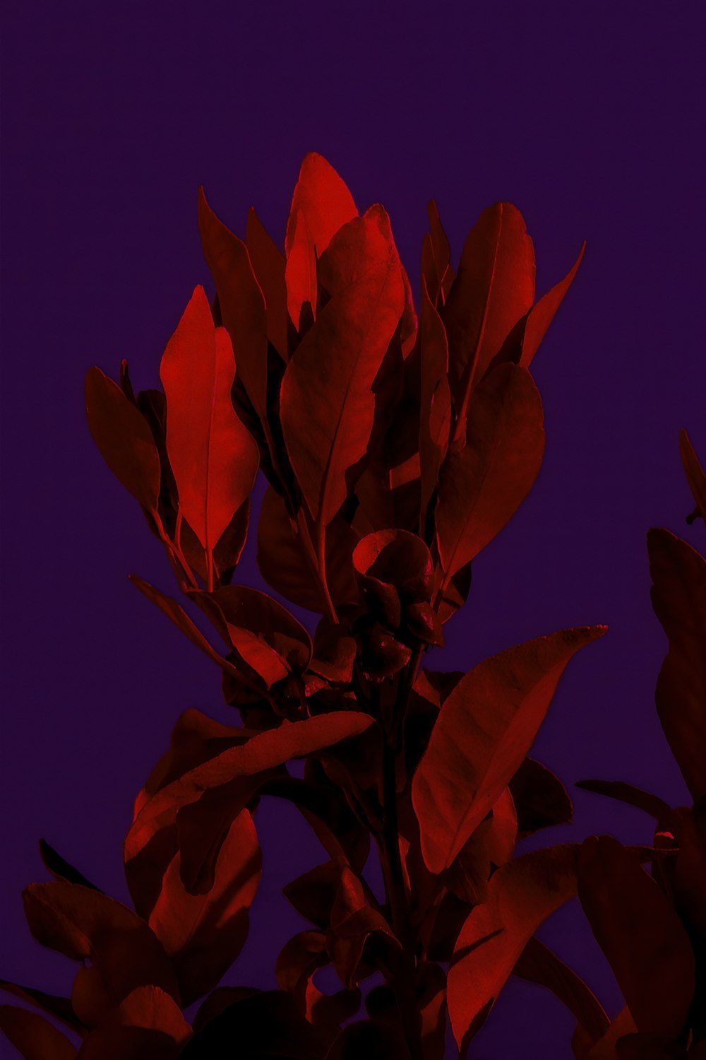 a plant with red leaves against a purple background