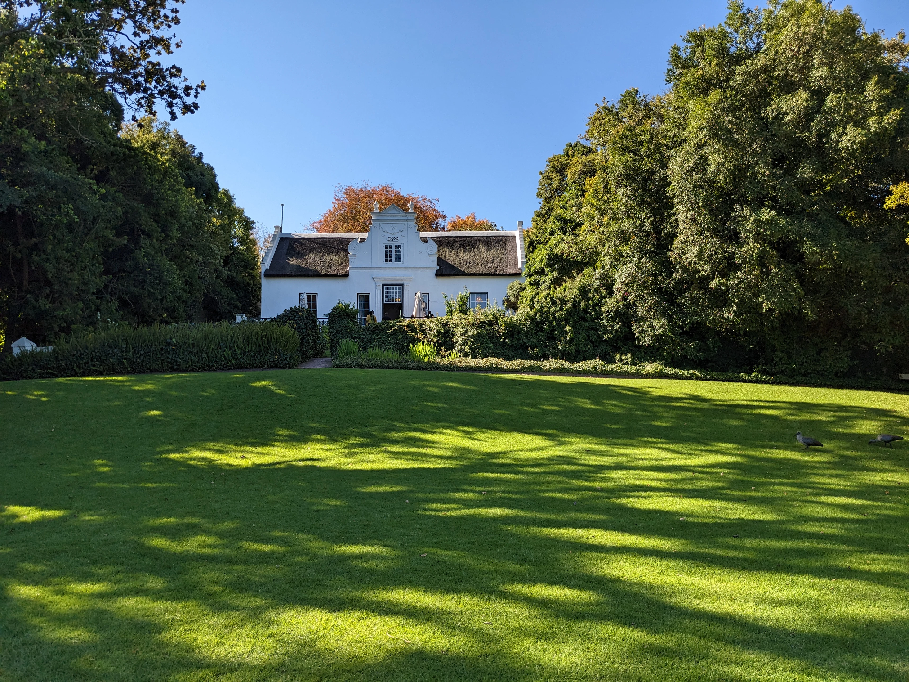 A whitewashed Cape Dutch homestead with a curved gable and thatched roof at Zevenwacht Wine Estate outside Cape Town, seen across a wide sunlit lawn framed by old trees
