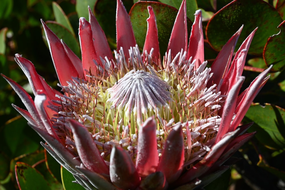 Un primer plano de una flor en una planta