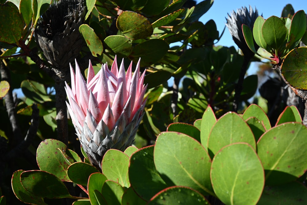 a close up of a pink flower on a tree