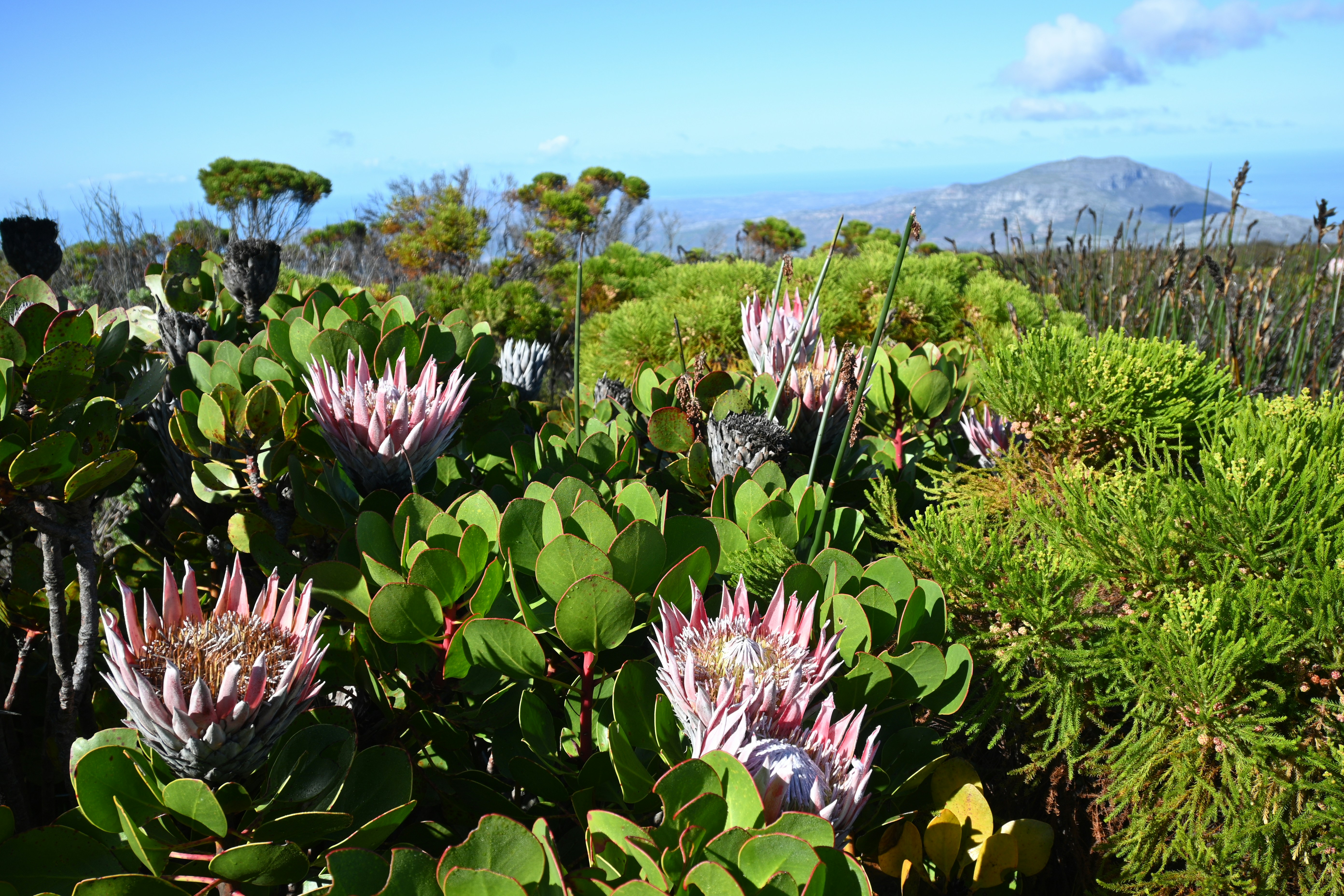 The Pollinator Crisis: When Partners Disappear (image credits: unsplash)
