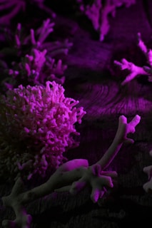 Close-up of a vibrant coral cluster showcasing intricate textures and vivid colors under pristine lighting.