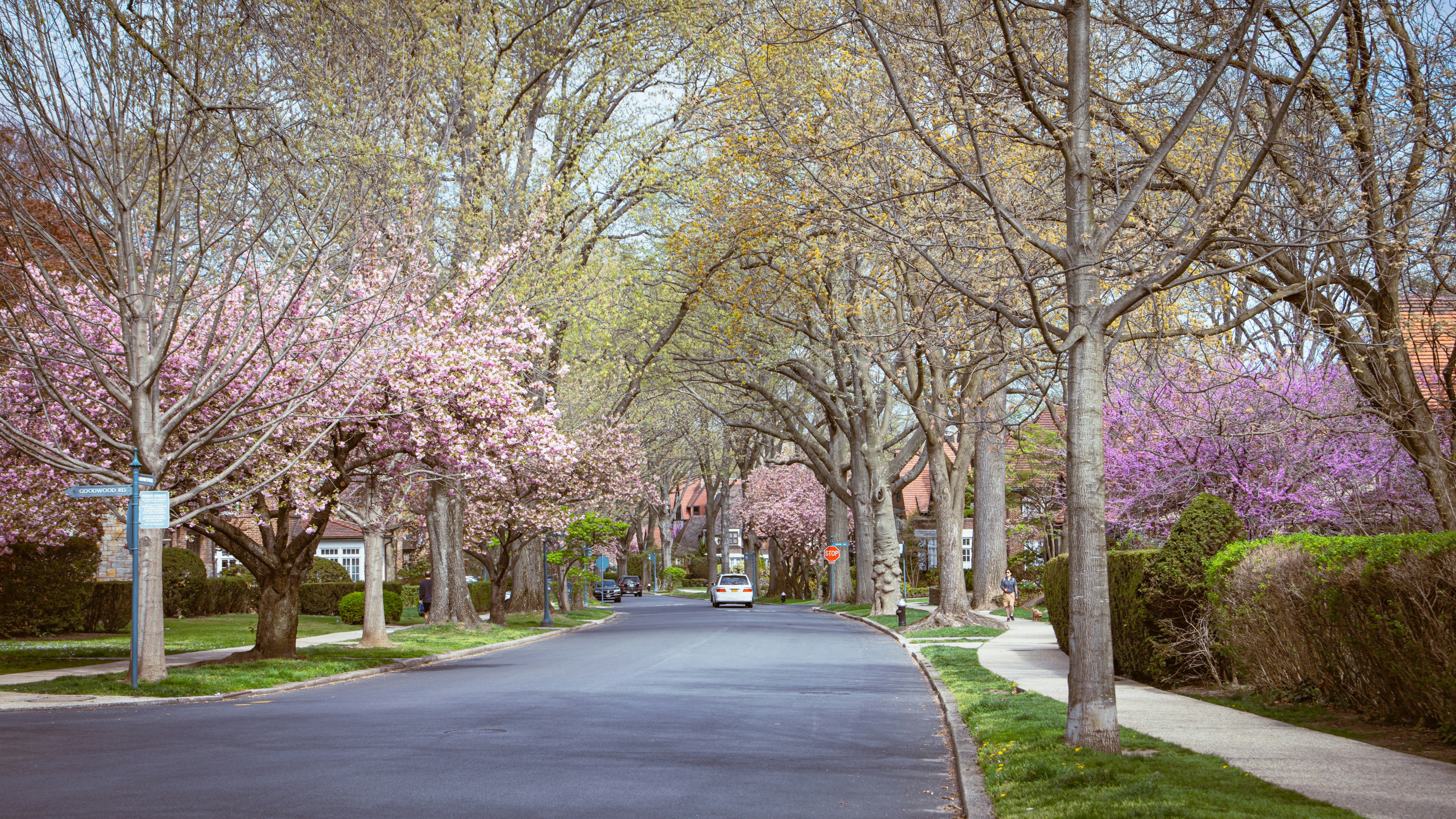 Eine Straße gesäumt von Bäumen mit rosa Blumen