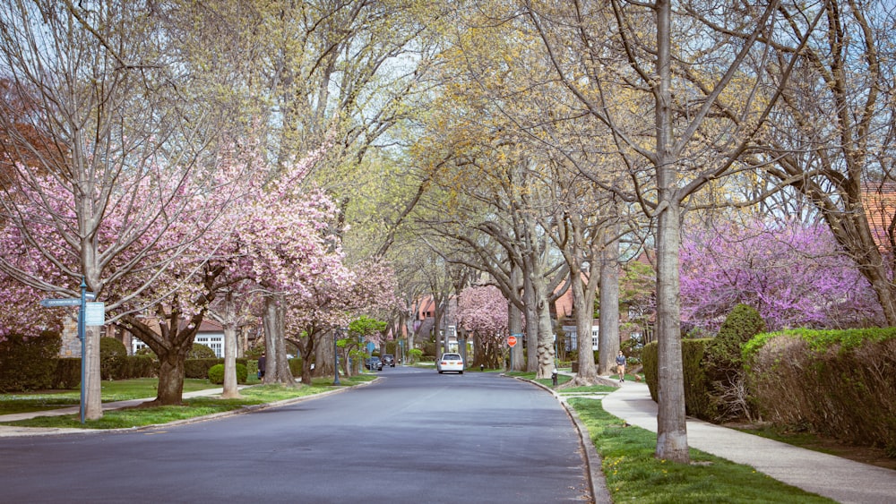 a street lined with trees with pink flowers