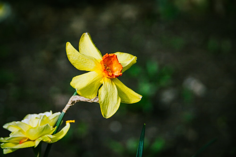 a close up of a flower with a blurry background