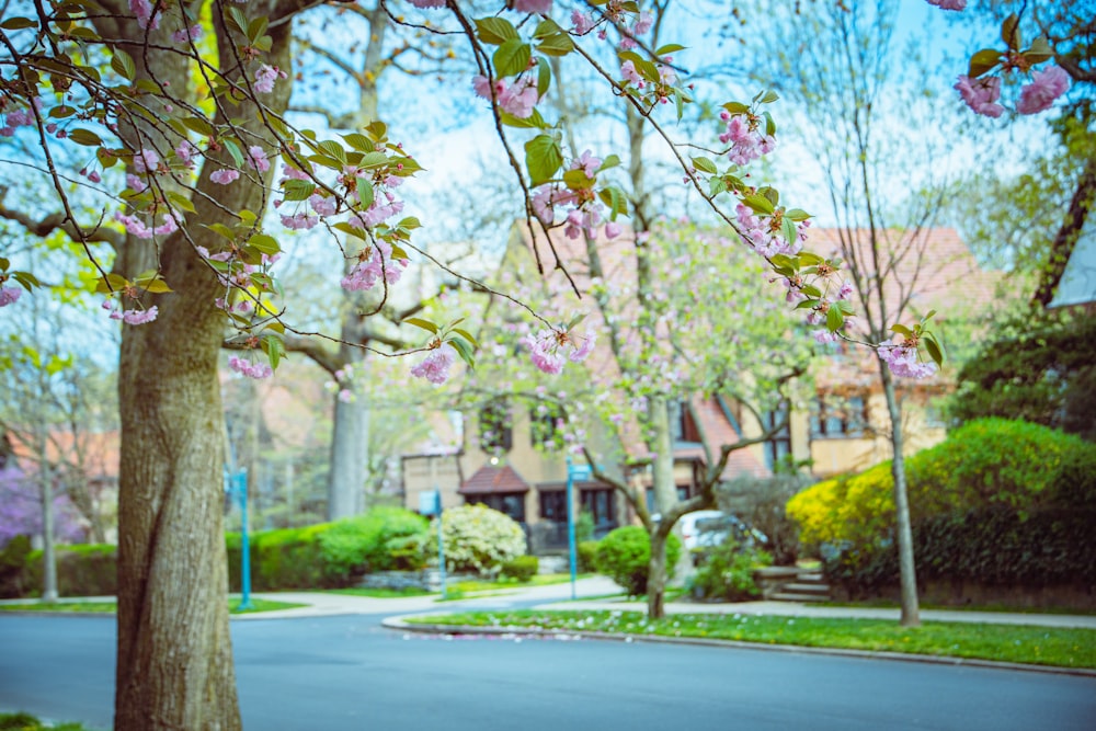 a tree with pink flowers in front of a house