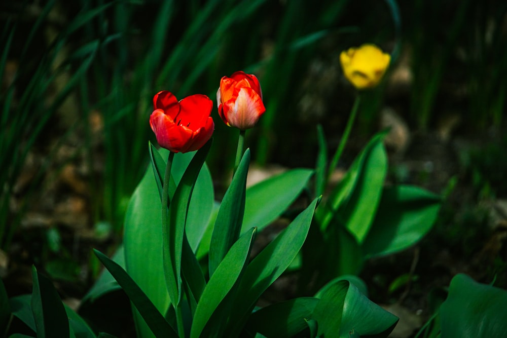 two red and yellow tulips in a garden