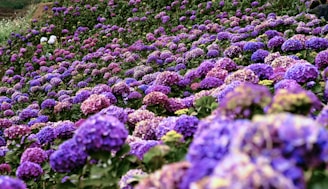 A vibrant field of hydrangeas in full bloom.