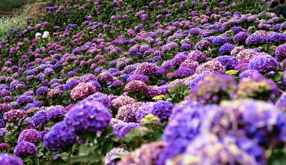 a field full of purple and white flowers