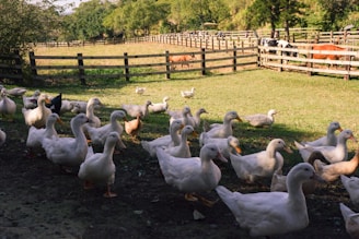 A large group of ducks gather on grassy terrain, surrounded by a wooden fence in a pastoral setting. In the background, additional fields contain cows and horses grazing, under a clear sky and lush greenery.