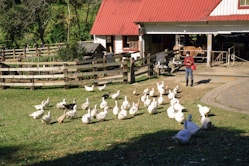 a woman standing next to a flock of chickens