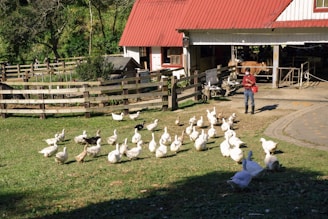 a woman standing next to a flock of chickens