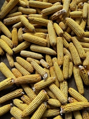 Harvested corn cobs neatly stacked in a barn.