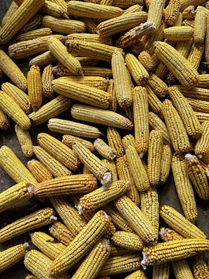 A large quantity of dried yellow corn cobs piled together, with visible kernels arranged in rows. The corn cobs vary in size and are stacked on a surface, possibly for storage or drying out.