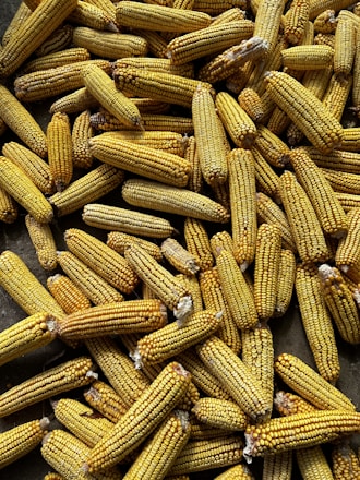 Close-up of golden maize cobs stacked neatly in a warehouse.