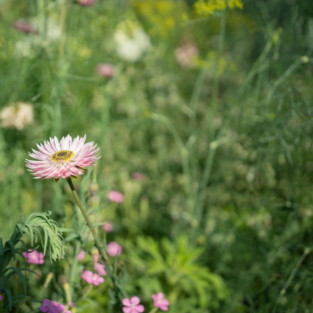 a pink flower in a field of flowers