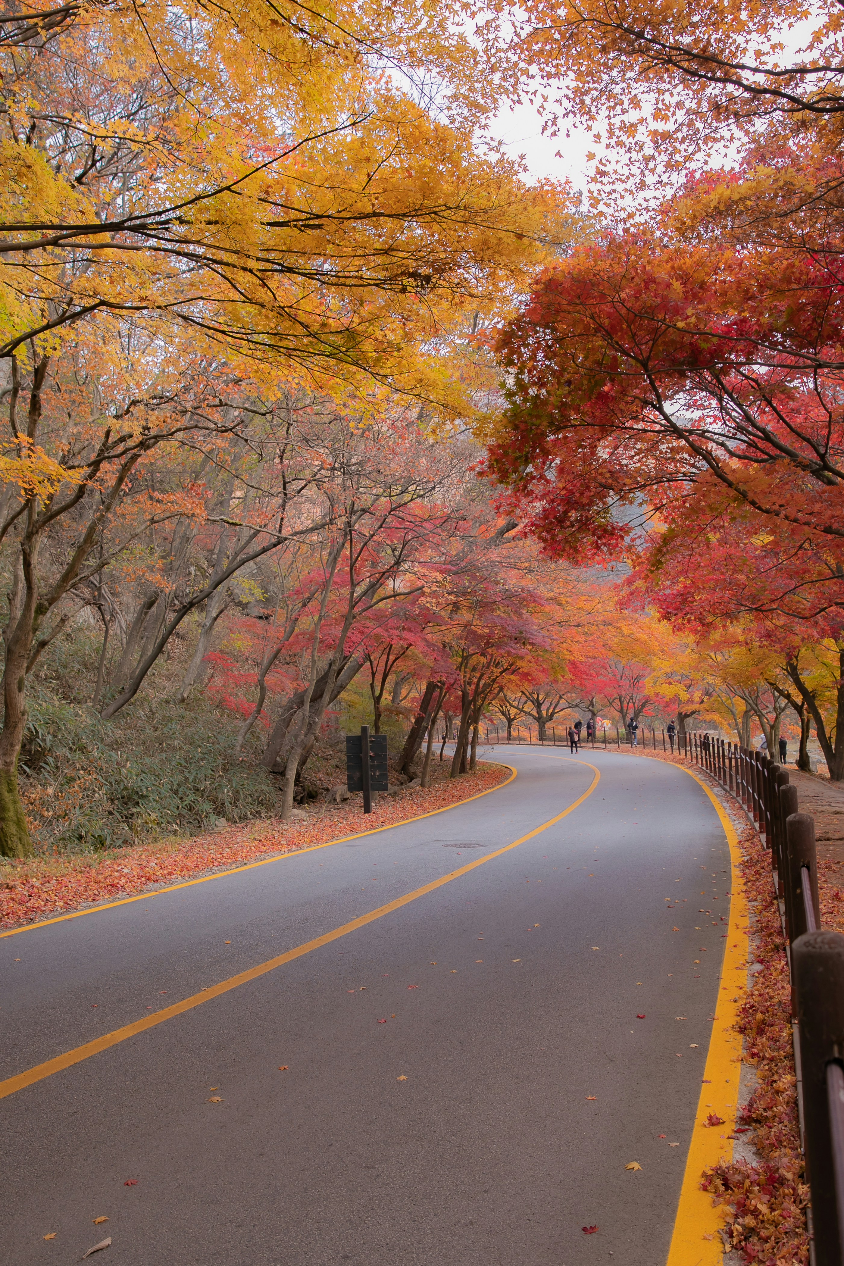 a street lined with trees with yellow and red leaves