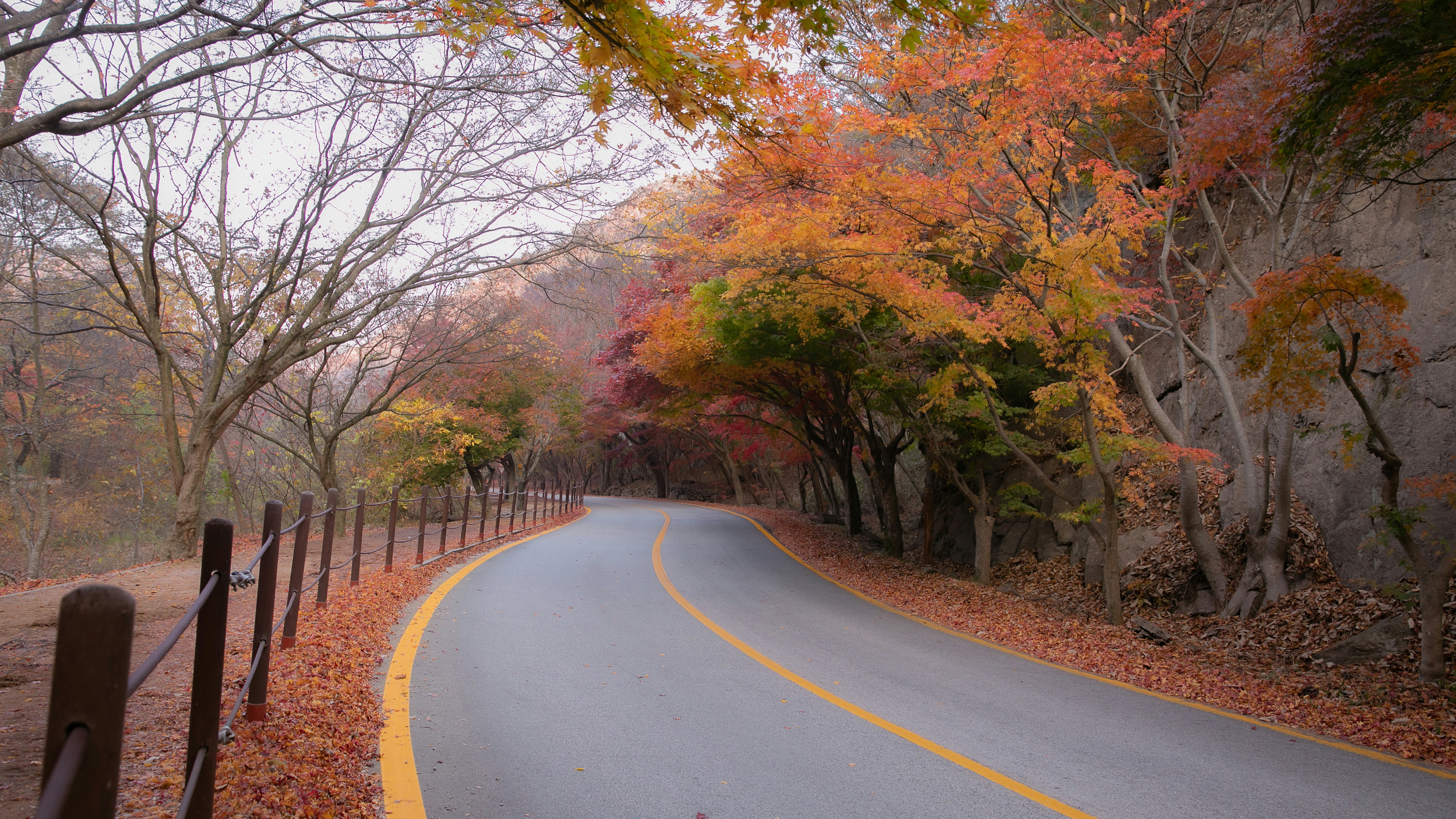 a winding road surrounded by trees and leaves